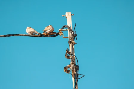 Birds on a Wire