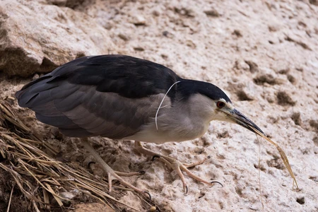 Grazing Heron