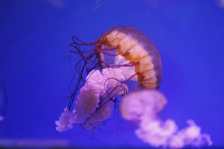 Jellyfish in Aquarium