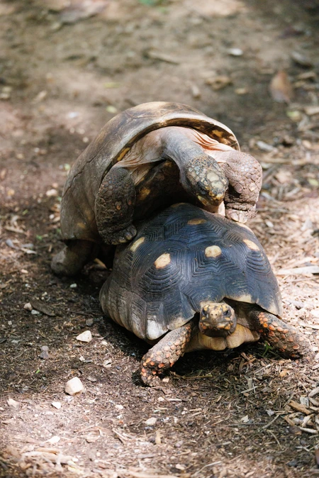 Tortoises in Natural Habitat