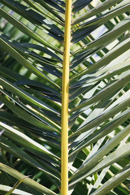 Leaf Pattern Texture