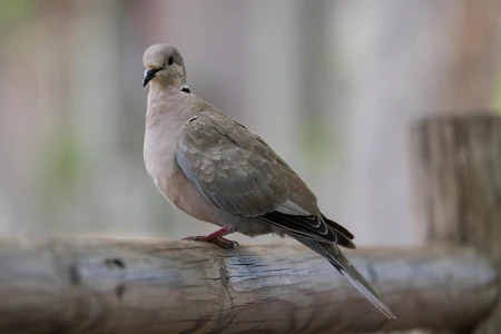 Perched Dove