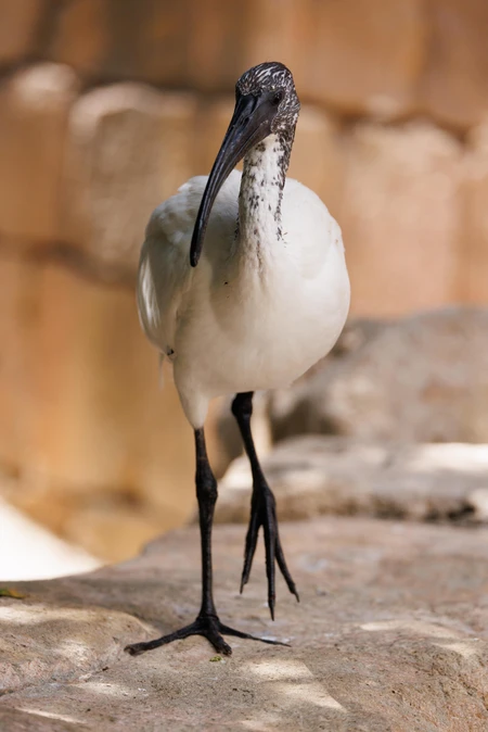 Graceful Ibis on a Rock