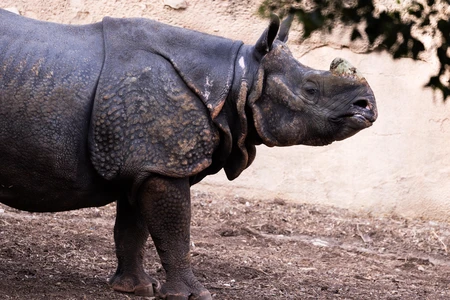 Rhinoceros in Profile