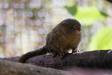 Pygmy Marmoset on a Branch