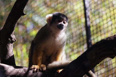 Squirrel Monkey in Natural Habitat