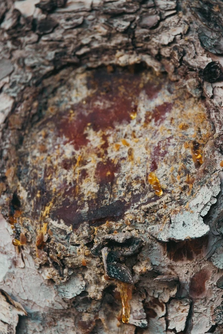 Tree Bark with Resin