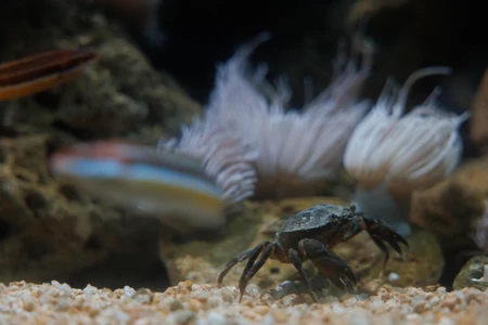 Underwater Scene with Crab