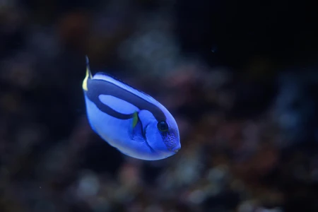 Vibrant Blue Fish