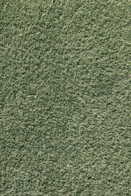 Close-up of Grass Texture