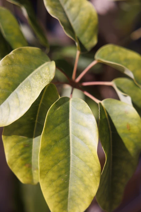 Close-up of Green Leaves
