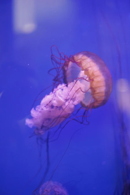 Graceful Jellyfish