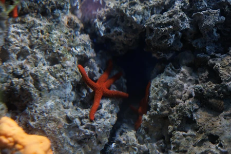Starfish in Coral Reef