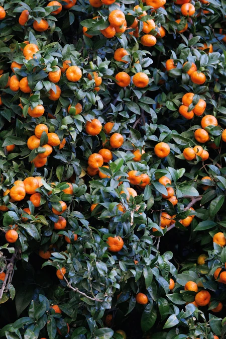 Orange Citrus Grove
