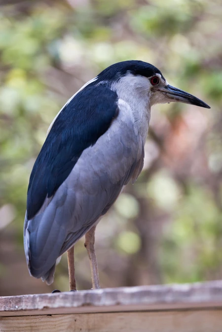 Heron on a Wooden Rail