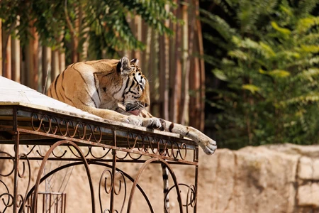 Tiger Relaxing on a Structure