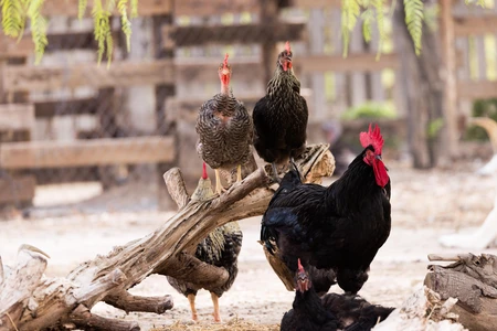 Chickens on a Farm