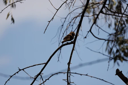 Bird on a Branch