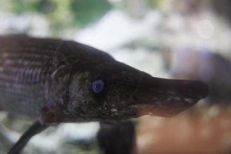 Close-up of a Fish