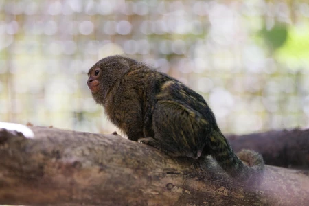 Pygmy Marmoset on a Branch