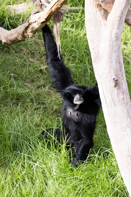 Gibbon in Natural Habitat