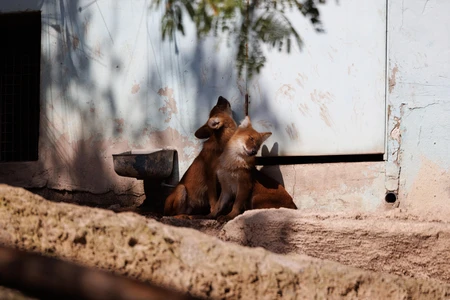 Resting Animals in a Sunlit Enclosure
