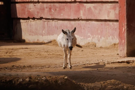 Lone Donkey in a Rustic Setting