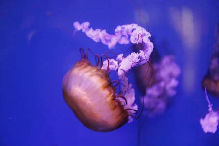 Mesmerizing Jellyfish in Blue Waters