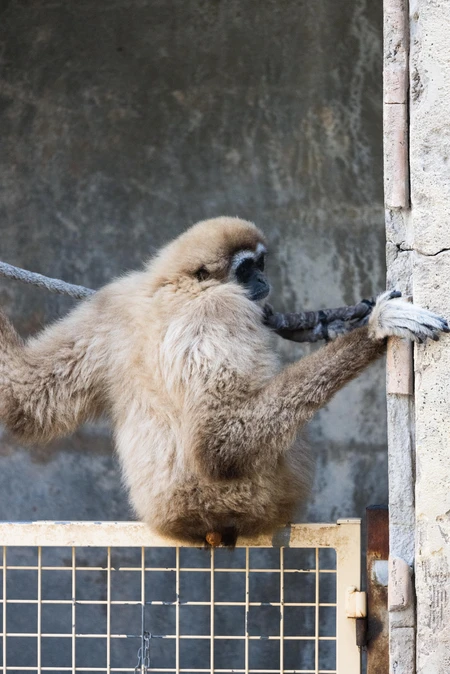 Gibbon at Rest
