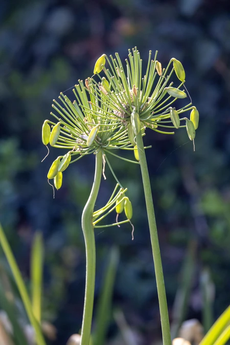 Graceful Greenery