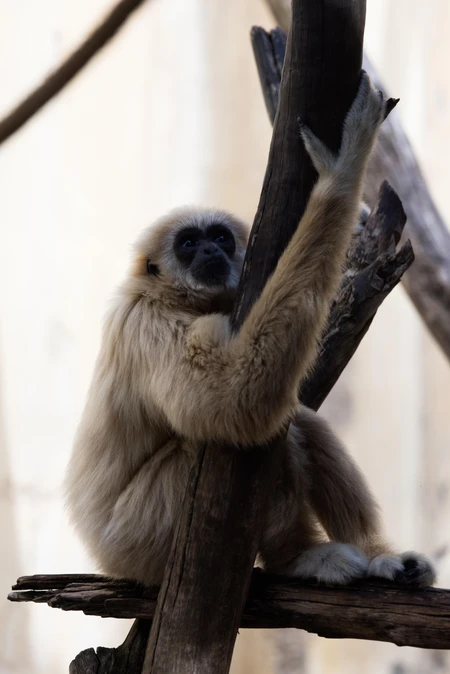 Gibbon in Natural Habitat