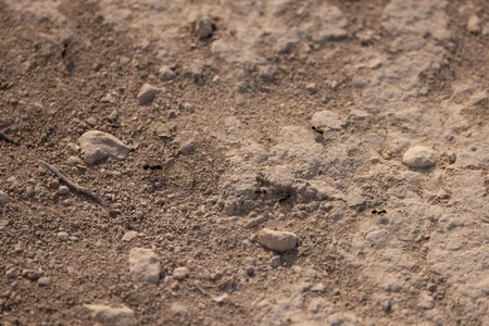 Ants on Sandy Terrain