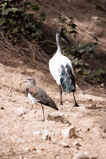 Birds in Natural Habitat