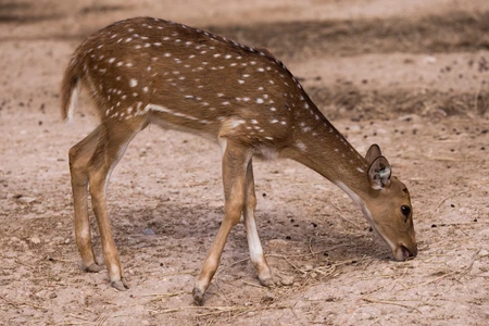 Young Spotted Deer Grazing