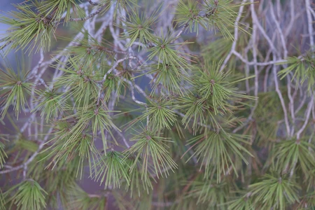 Close-up of Pine Needles