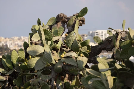 Cactus in Urban Landscape