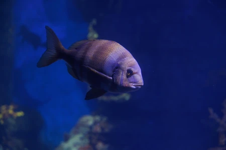 Serene Aquarium Fish