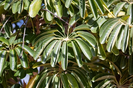 Lush Green Foliage