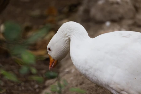 Serene White Goose