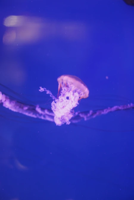 Jellyfish in Blue Waters