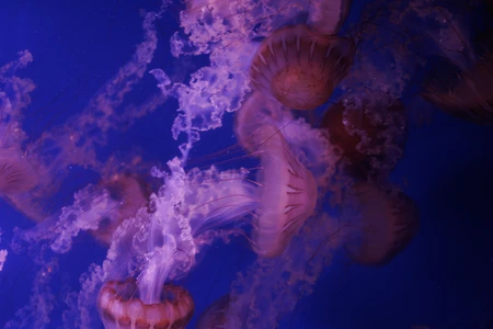 Mesmerizing Jellyfish in Motion