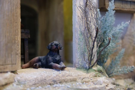 Tranquil Dog Scene