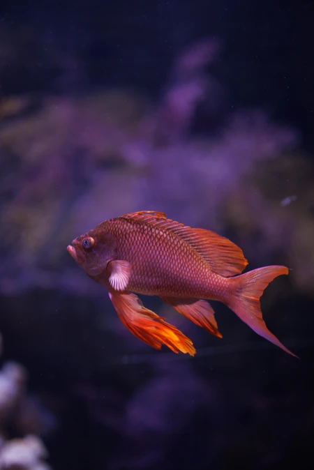 Vibrant Aquatic Life