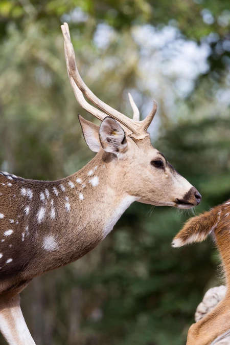 Spotted Deer in Nature