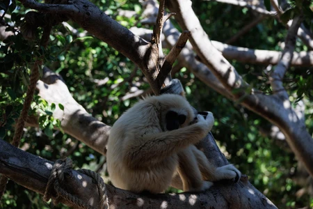 Gibbon in Natural Habitat