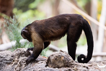 Monkey in Natural Habitat