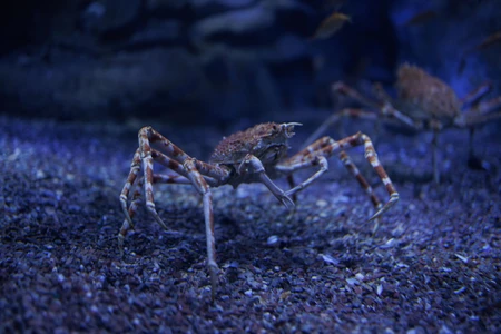 Underwater Crabs