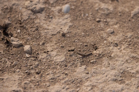 Ant Trail on Sandy Terrain