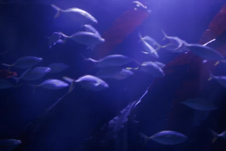 Underwater Serenity