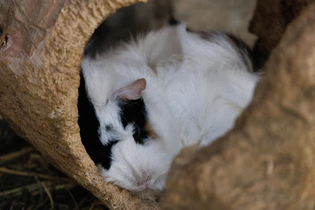 Resting Guinea Pig in Log